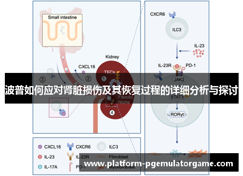 波普如何应对肾脏损伤及其恢复过程的详细分析与探讨